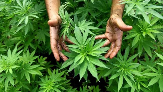 curso sobre cultivo de cannabis